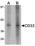 Western blot - CD33 Antibody from Signalway Antibody (25387) - Antibodies.com
