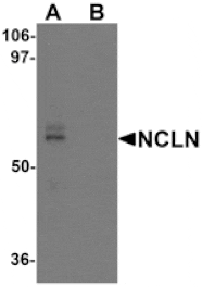 Western blot - NCLN Antibody from Signalway Antibody (25471) - Antibodies.com