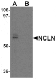 Western blot - NCLN Antibody from Signalway Antibody (25471) - Antibodies.com