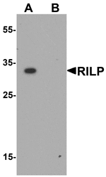 Western blot analysis of RILP in HeLa cell lysate with RILP antibody at 1 µg/mL in (A) the absence and (B) the presence of blocking peptide.
