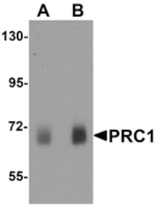 Western blot - PRC1 Antibody from Signalway Antibody (25481) - Antibodies.com