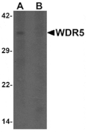 Western blot - WDR5 Antibody from Signalway Antibody (25482) - Antibodies.com