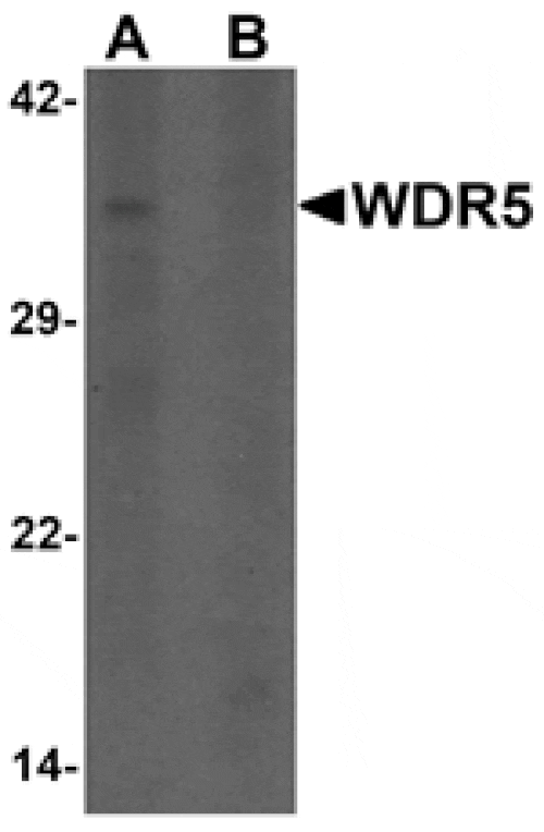 Western blot - WDR5 Antibody from Signalway Antibody (25482) - Antibodies.com