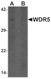 Western blot - WDR5 Antibody from Signalway Antibody (25482) - Antibodies.com