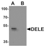 Western blot - DELE Antibody from Signalway Antibody (25507) - Antibodies.com