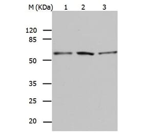 BAG5 Antibody from Signalway Antibody (31019) - Antibodies.com