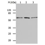 BAG5 Antibody from Signalway Antibody (31019) - Antibodies.com