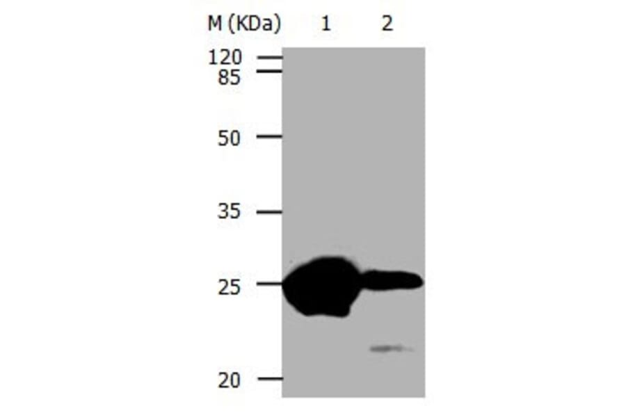 CBX5 Antibody from Signalway Antibody (31049) - Antibodies.com