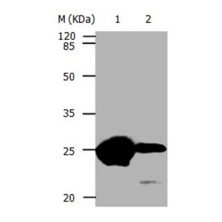CBX5 Antibody from Signalway Antibody (31049) - Antibodies.com
