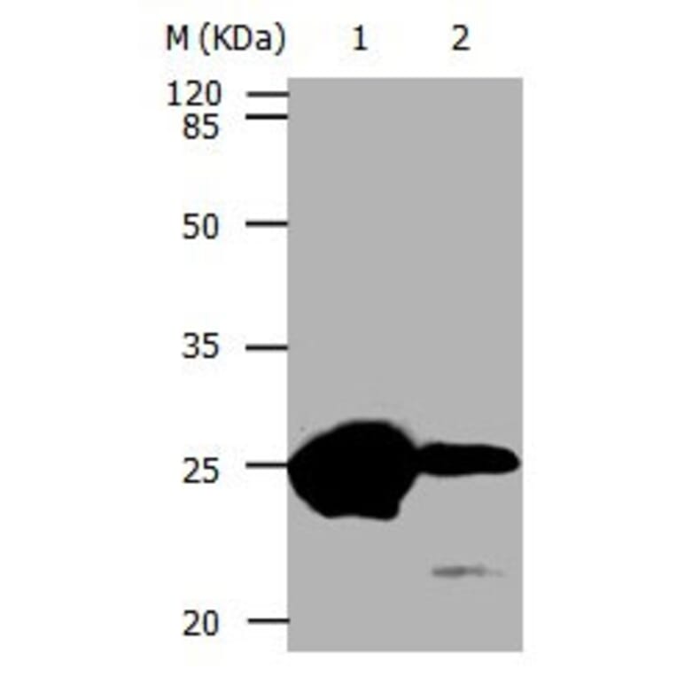 CBX5 Antibody from Signalway Antibody (31049) - Antibodies.com