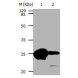 CBX5 Antibody from Signalway Antibody (31049) - Antibodies.com