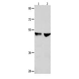 CDK9 Antibody from Signalway Antibody (31055) - Antibodies.com
