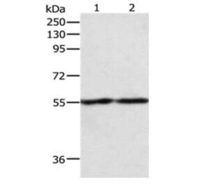 EGR1 Antibody from Signalway Antibody (31068) - Antibodies.com