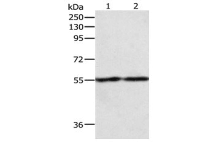 EGR1 Antibody from Signalway Antibody (31068) - Antibodies.com
