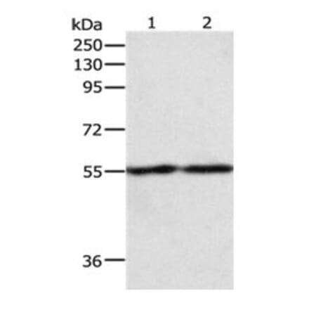 EGR1 Antibody from Signalway Antibody (31068) - Antibodies.com