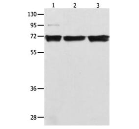 RELA Antibody from Signalway Antibody (31102) - Antibodies.com
