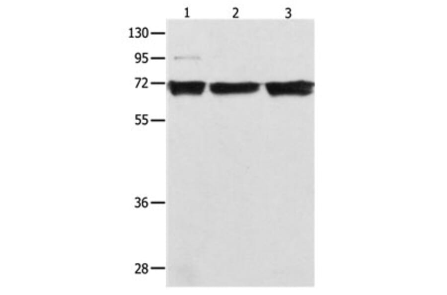 RELA Antibody from Signalway Antibody (31102) - Antibodies.com