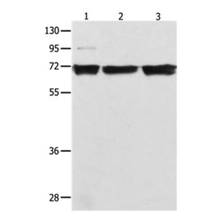 RELA Antibody from Signalway Antibody (31102) - Antibodies.com