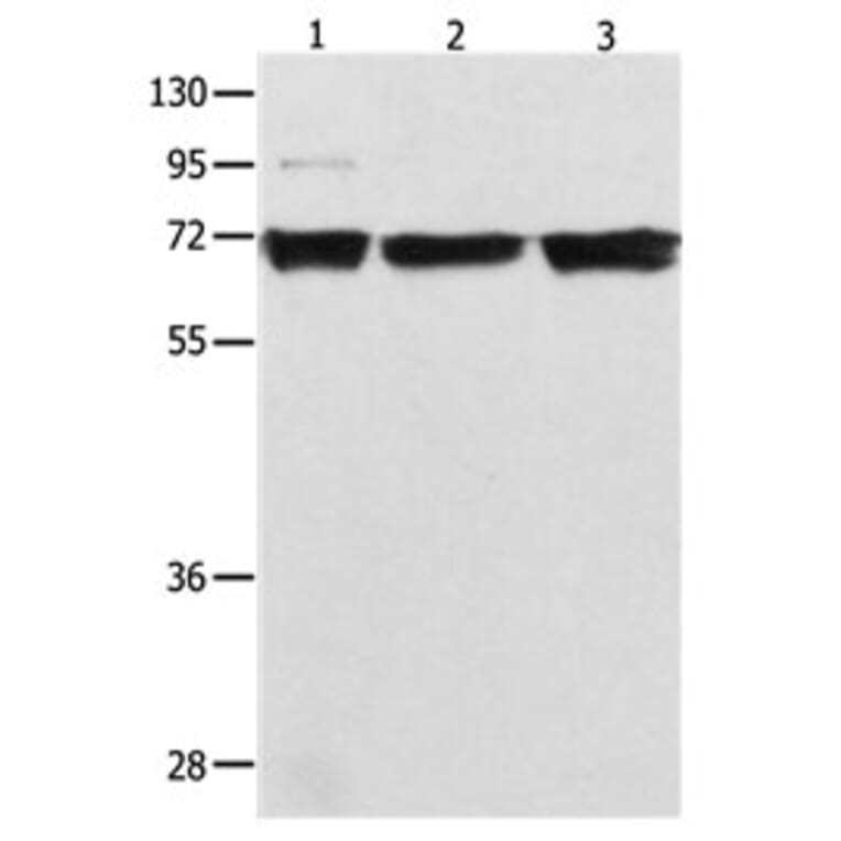 RELA Antibody from Signalway Antibody (31102) - Antibodies.com