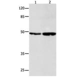 SPP1 Antibody from Signalway Antibody (31106) - Antibodies.com