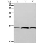 PFN1 Antibody from Signalway Antibody (31115) - Antibodies.com