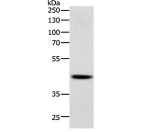 SOX7 Antibody from Signalway Antibody (31129) - Antibodies.com
