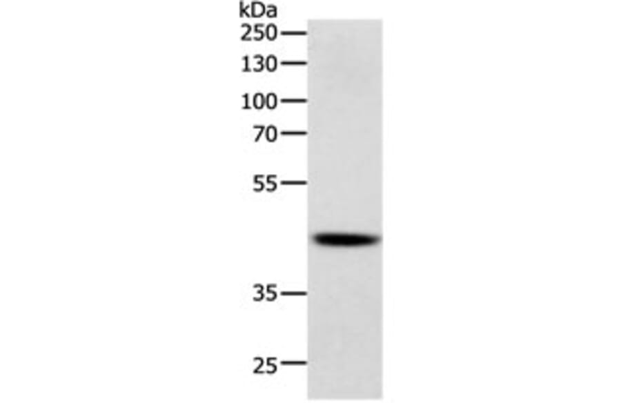 SOX7 Antibody from Signalway Antibody (31129) - Antibodies.com