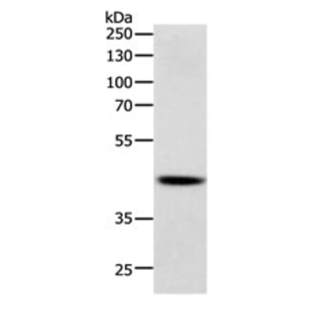 SOX7 Antibody from Signalway Antibody (31129) - Antibodies.com