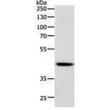 SOX7 Antibody from Signalway Antibody (31129) - Antibodies.com