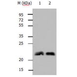 RHOB Antibody from Signalway Antibody (31144) - Antibodies.com