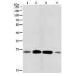 RHOA Antibody from Signalway Antibody (31150) - Antibodies.com