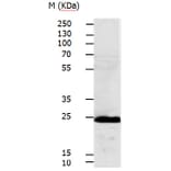 RALB Antibody from Signalway Antibody (31152) - Antibodies.com