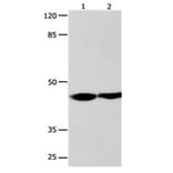 ALX4 Antibody from Signalway Antibody (31157) - Antibodies.com