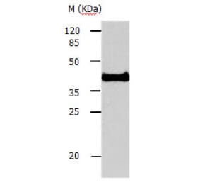 AVEN Antibody from Signalway Antibody (31160) - Antibodies.com