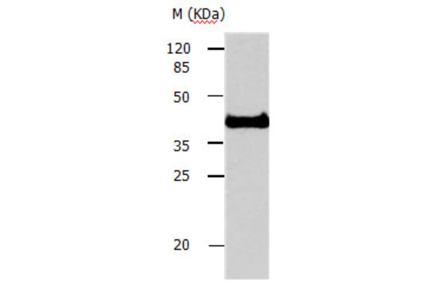 AVEN Antibody from Signalway Antibody (31160) - Antibodies.com