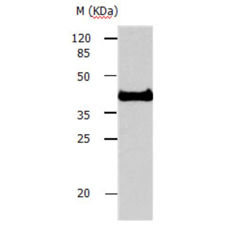 AVEN Antibody from Signalway Antibody (31160) - Antibodies.com