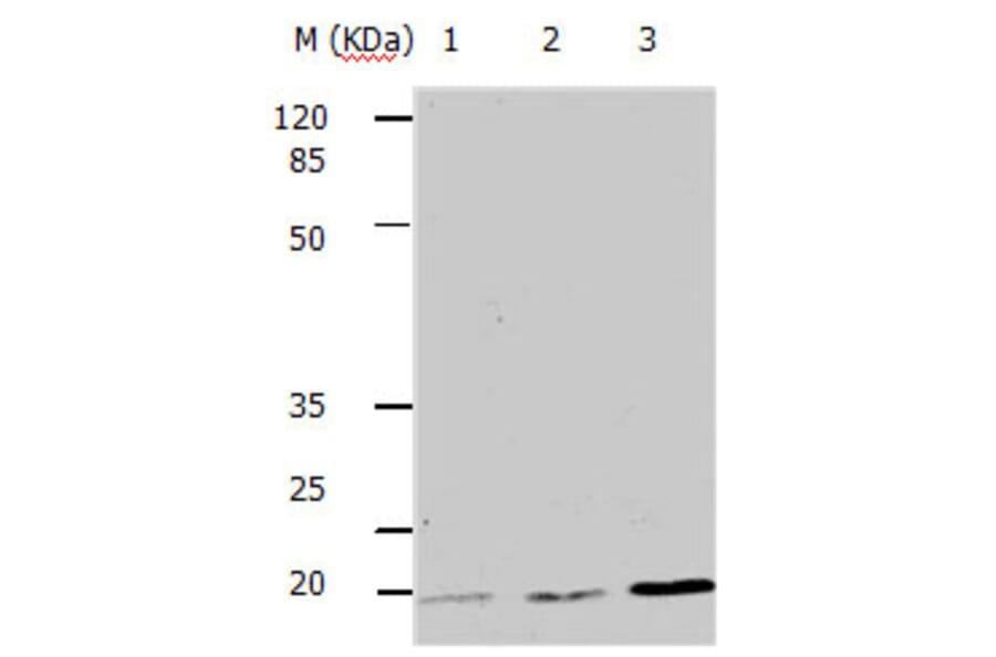 BBC3 Antibody from Signalway Antibody (31161) - Antibodies.com