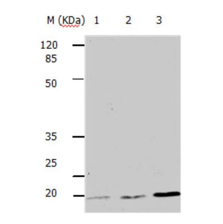 BBC3 Antibody from Signalway Antibody (31161) - Antibodies.com