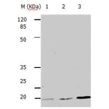 BBC3 Antibody from Signalway Antibody (31161) - Antibodies.com