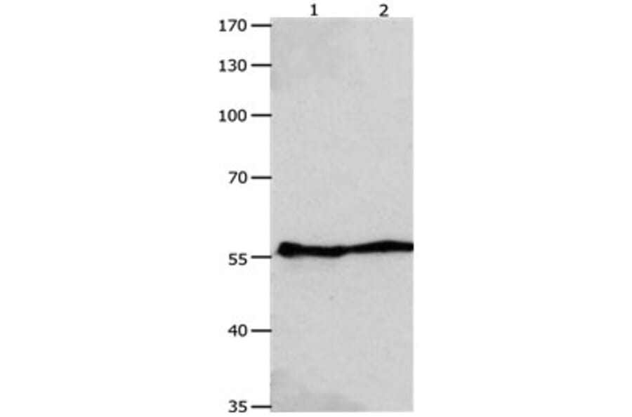 GJA9 Antibody from Signalway Antibody (31176) - Antibodies.com