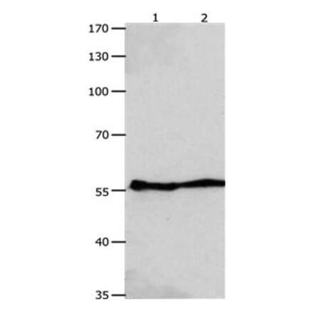 GJA9 Antibody from Signalway Antibody (31176) - Antibodies.com