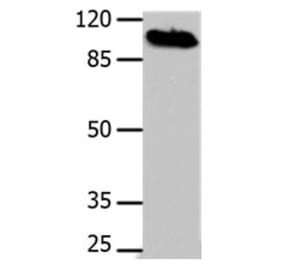 DNM1 Antibody from Signalway Antibody (31186) - Antibodies.com