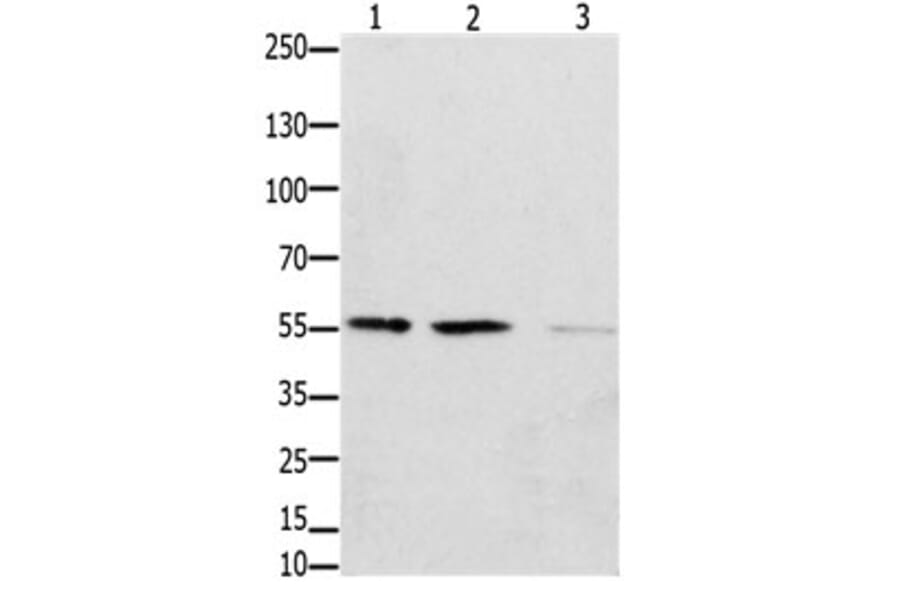 EPOR Antibody from Signalway Antibody (31195) - Antibodies.com