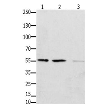 EPOR Antibody from Signalway Antibody (31195) - Antibodies.com