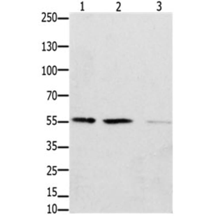 EPOR Antibody from Signalway Antibody (31195) - Antibodies.com