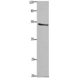 GHSR Antibody from Signalway Antibody (31208) - Antibodies.com