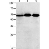 KLF5 Antibody from Signalway Antibody (31225) - Antibodies.com