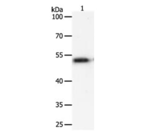 SOX1 Antibody from Signalway Antibody (31269) - Antibodies.com