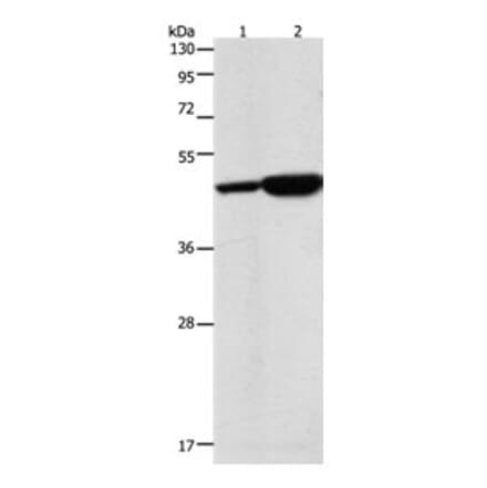ENO2 Antibody from Signalway Antibody (31284) - Antibodies.com