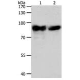 ACO2 Antibody from Signalway Antibody (31299) - Antibodies.com